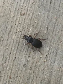 Cyclotrachelus seximpressus thumbnail 2