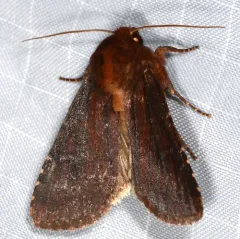Maroonwing Moth thumbnail 3