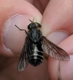 White-arrowed Horse Fly thumbnail 2