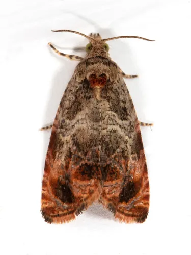 Olethreutes brevirostratum