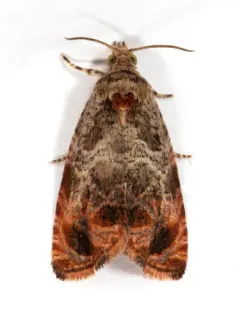 Olethreutes brevirostratum thumbnail 1