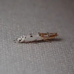 Red-streaked Mompha Moth thumbnail 2
