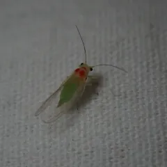 Psylla sanguinea thumbnail 3