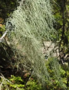 Pitted Beard Lichen thumbnail 2