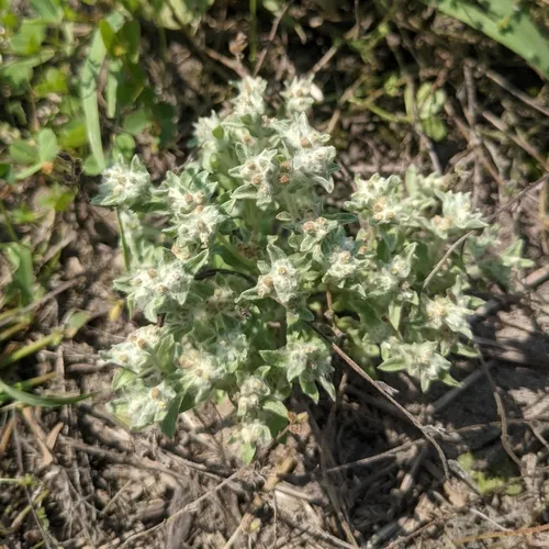western marsh cudweed