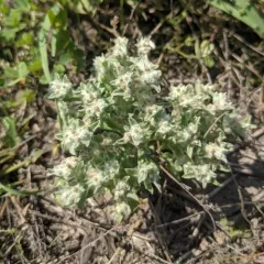 western marsh cudweed thumbnail 1