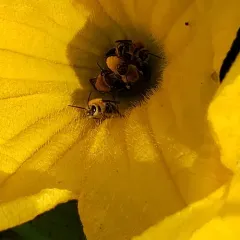 Pruinose Squash Bee thumbnail 4