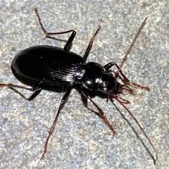 Nebria mannerheimii thumbnail 2