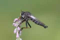 Neoitamus brevicomus thumbnail 2