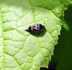 Eye-spotted Tumbling Flower Beetle thumbnail 4