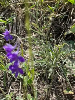 Forking Larkspur thumbnail 1