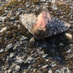 Pandora Pinemoth thumbnail 1