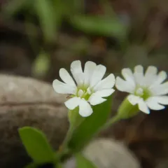 Menzies' Catchfly thumbnail 2