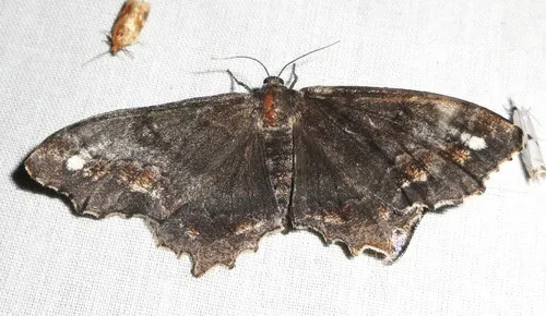 Esther Moth
