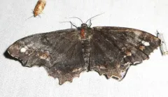 Esther Moth thumbnail 1