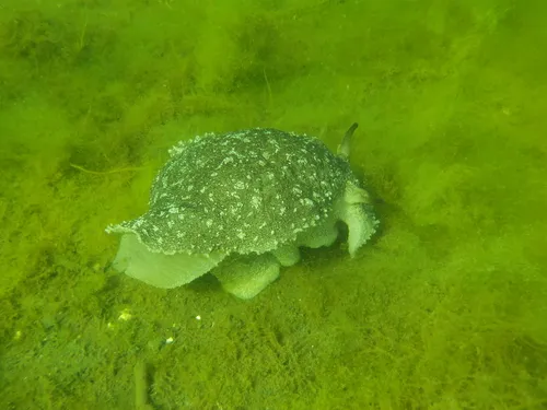 California Side-gill Slug