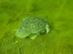California Side-gill Slug thumbnail 1
