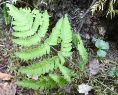 Nahanni oak fern thumbnail 2