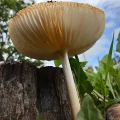 lesser rooting xerula thumbnail 4