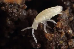 Pseudosinella rolfsi thumbnail 2