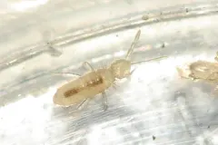 Coecobrya tenebricosa thumbnail 2