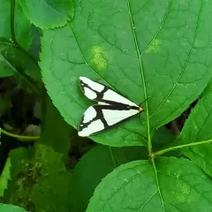 Neighbor Moth thumbnail 4