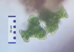 Euastrum insigne thumbnail 2