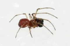 Dwarf Ground Long-jawed Spider thumbnail 3