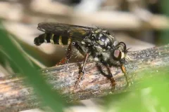 Cyrtopogon glarealis thumbnail 1
