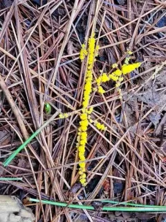 Physarum virescens thumbnail 3