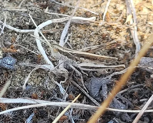 Spotted Wing Grasshopper