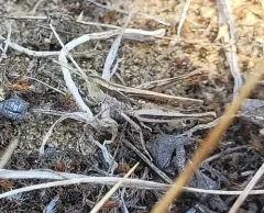 Spotted Wing Grasshopper thumbnail 1