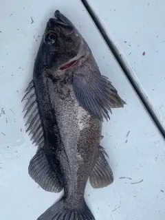 Dark Dusky Rockfish thumbnail 4