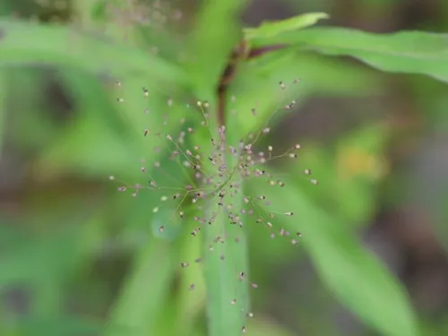 Small-fruited Witchgrass