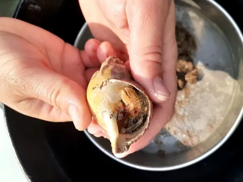 Western Atlantic Hairy Hermit Crab