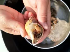 Western Atlantic Hairy Hermit Crab thumbnail 1