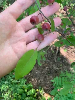 European Wild Apple thumbnail 4