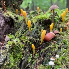 orange earthtongue thumbnail 3