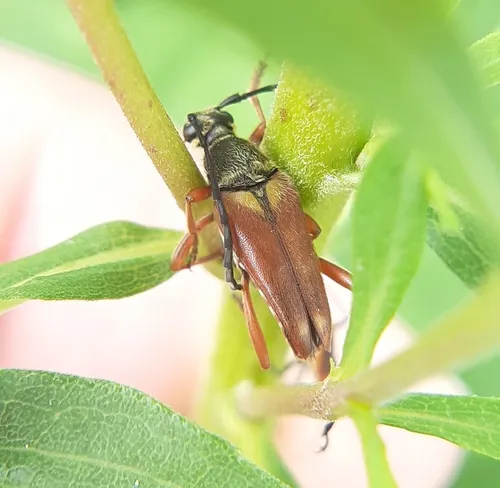 Thin-tailed Longhorned Beetle