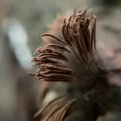 chocolate tube slime thumbnail 4
