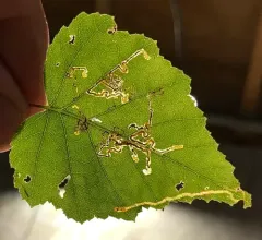 Common Birch Pigmy thumbnail 4