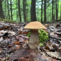 Red-capped Scaber Stalk thumbnail 3