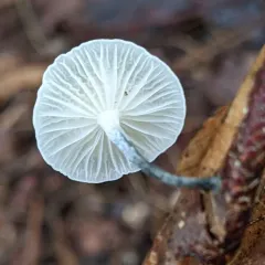 Black-stalked Marasmius thumbnail 2
