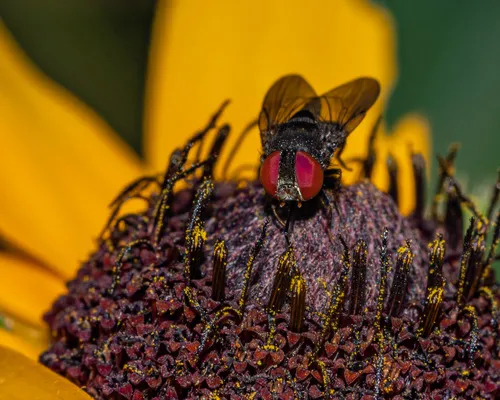 Eusiphona mira