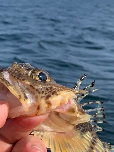 Threaded Sculpin