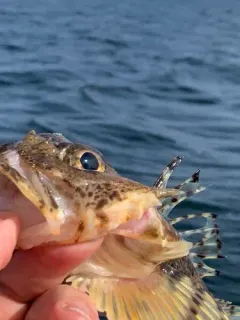 Threaded Sculpin thumbnail 1