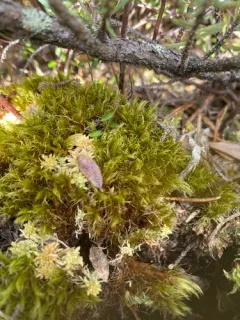 Bog Broom Moss thumbnail 2