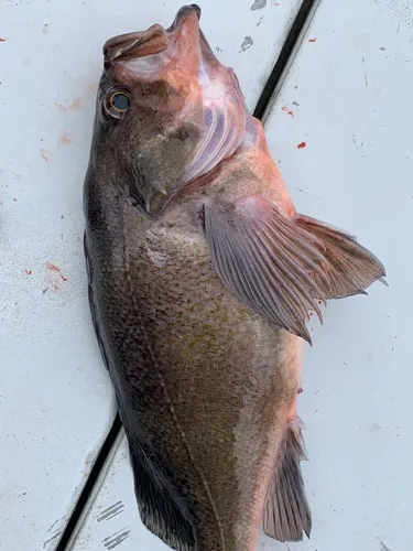 Light Dusky Rockfish