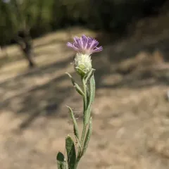 Russian knapweed thumbnail 1