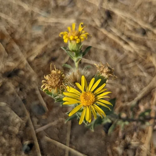 Spokane false goldenaster